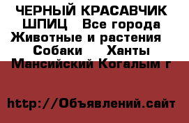 ЧЕРНЫЙ КРАСАВЧИК ШПИЦ - Все города Животные и растения » Собаки   . Ханты-Мансийский,Когалым г.